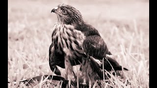 Falconry Sharpshinned hawks introduction [upl. by Setarcos]