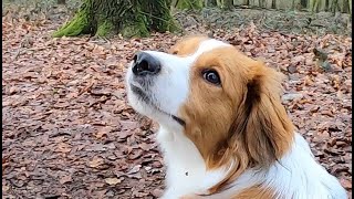 Kooikerhondje in slow motion [upl. by Nelrsa]