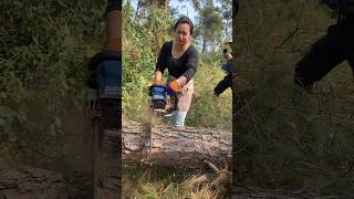 Thrilling logging chainsaw vs giant tree [upl. by Nimajaneb181]