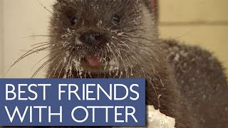 Elderly Man Has Adorable Friendship With Wild Otter [upl. by Kilroy]