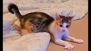 Funny calico kitten Flora 😸 [upl. by Dublin]