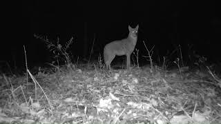 Coyote Howling right in front of camera  Trail cam footage  Ontario Canada [upl. by Renrew235]