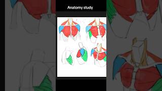 Anatomy drawing practice Pt 6 drawing anatomy sketch digital art [upl. by Aicineohp755]