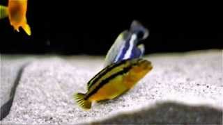 Malawi Cichlids Breeding  Close Up  Melanochromis Auratus [upl. by Neelav]