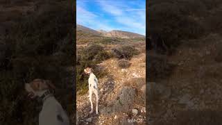 hunting quail kurzhaar pointer greece crete [upl. by Malia]