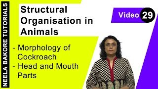 Structural Organisation in Animals  NEET  Morphology of Cockroach  Head amp Mouth Parts  Dr Neela [upl. by Aubigny340]