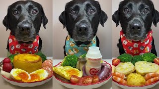 God the dog is smart eats well dog dogfood [upl. by Neeruan627]