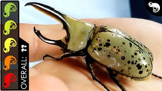 Western Hercules Beetle The Best Pet Insect [upl. by Clough]