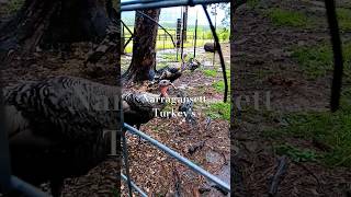 My Narragansett Turkeys heritageturkeys [upl. by Ynagoham]