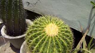 Echinocactus Visnaga Cactus  Yr 2013 [upl. by Ackler]