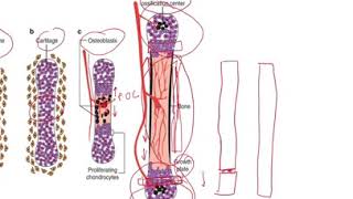 Development of Limbs  Clinicals embryology [upl. by Anayi]