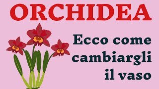 Orchidea ecco come cambiargli il vaso tutorial pratico [upl. by Eluk614]