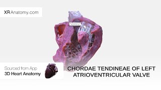 Chordae tendineae of left atrioventricular valve [upl. by Haerle]