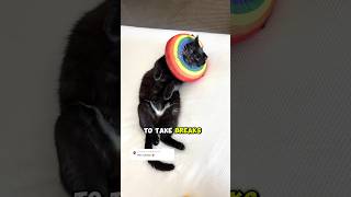 My cat went to CatCon 2024 amp had a PAWsome time pt 2 😻 cats blackcats catcon adventurecat [upl. by Elli911]