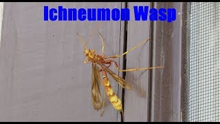 Ichneumon Wasp Facts and Footage  Ichneumonidae [upl. by Whallon953]