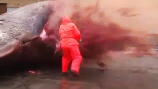 Sperm whale explosion Dead cetacean explodes after being cut open in Faroe Islands [upl. by Aztiray]