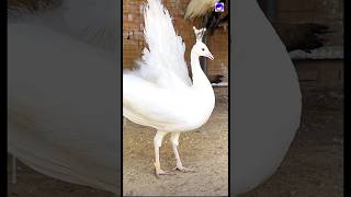 Amazing national birds peacock shorts lovemusic bollywood funny [upl. by Langham]