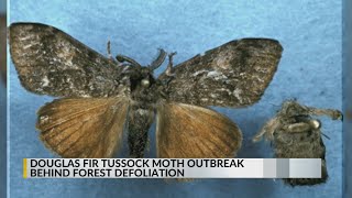 Tussock moth outbreak behind Cibola Santa Fe National Forest defoliation [upl. by Ardnaeed]