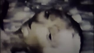 DEAD GREY ALIEN FOUND DARK WEB FOOTAGE [upl. by Gypsy]