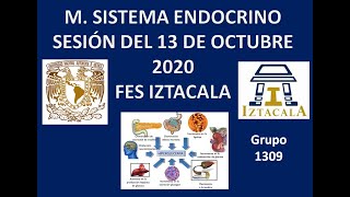 M Sistema Endocrino Sesión del Martes 13 de Octubre 2020 [upl. by Warram781]