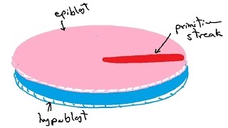 bilaminar and trilaminar embryonic disc  gastrulation  english  DR SAMEH GHAZY [upl. by Ripp]