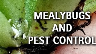 Succulents  Mealybugs and Pest Control [upl. by Dnalevets]