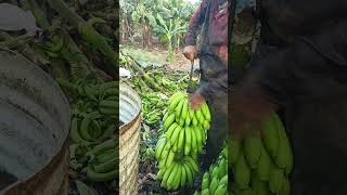 Banana 🍌 Cutting and packing part 157 [upl. by Ellehcal]