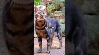 2 Datos Sobre GATOS Que Vas A FLIPAR😮🐱 [upl. by Loredo]