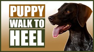 GERMAN SHORT HAIRED POINTER TRAINING How To Train Your Puppy to Walk To Heel [upl. by Lilah]