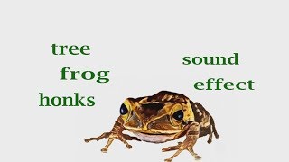 How A Tree Frog Honks  Sound Effect  Animation [upl. by Ava]