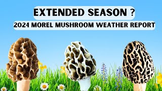 2024 Morel Mushroom Weather Report  Morel Hunt Early This Season [upl. by Anaitsirc618]