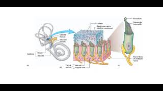 chapter four section three lect 2 semicircular canals and balance [upl. by Tailor160]