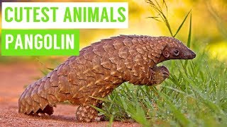 Pangolins are the CUTEST Animals Compilation [upl. by Koball]