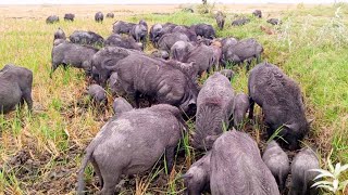 Natural pigs eating new video bangla  Wonder village farming in bangladesh [upl. by Wainwright]