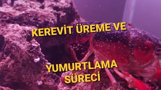 KEREVİT ÜREME VE YUMURTLAMA SÜRECİ [upl. by Arramat]