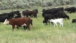 Cows Grazing with calves and bulls [upl. by Chaker]