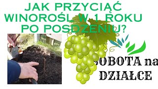 Jak przyciąć winorośl w 1roku po posadzeniu [upl. by Iden636]