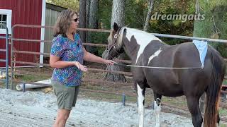 Training a Pregnant Rescue Horse Part 4 [upl. by Seagraves937]