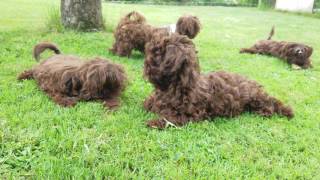 Bolonka Zwetna Welpen  Schoßhunde beim Chillen  awesome sweet puppies [upl. by Armand557]