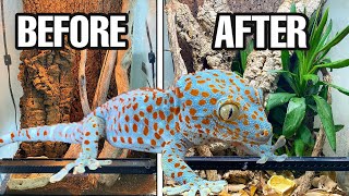 I UPGRADED MY TOKAY GECKOS ENCLOSURE TOKAY TERRARIUM SETUP [upl. by Akina613]