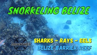 Belize Snorkeling the Belize Barrier Reef  Caye Caulker [upl. by Mcquoid]