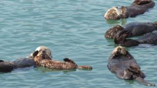 Sea Otter Nursery [upl. by Shakespeare715]