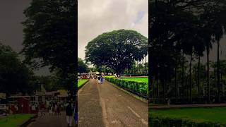 500 year old haunted tree in goa bollywood song ancient horrorstories trending shorts [upl. by Enyar709]