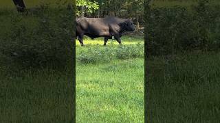 When the bull amp husband ignore me bull animal brangus cattle farmer farming funnyvideo [upl. by Belac]