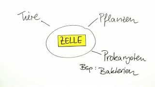 Endosymbiontentheorie  Primäre und Sekundäre Endosymbiose  Biologie  Cytologie [upl. by Sinnod]