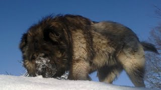 15 Pros and Cons of Owning a Caucasian Shepherd Dog [upl. by Grizelda482]