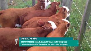 Destete precoz para cuidar las vacas y los terneros [upl. by Ahtenek]