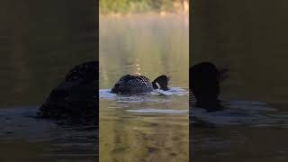 Male Common Loon making warning calls wildlife [upl. by Aicinat]