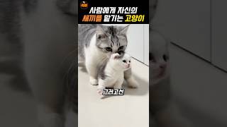 자신의 새끼를 맡기는 어미 고양이 [upl. by Maribel467]