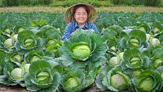 A Mothers Journey Harvest Giant Cabbage Garden amp Cook a Hot Meal for Daughter  Go to Market Sell [upl. by Halvaard584]